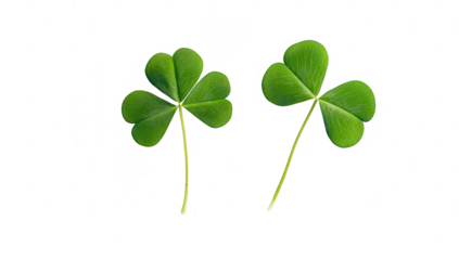 two vibrant green clovers arranged on a white background symbolizing luck and nature their distinct leaf shapes and fresh color evoke a sense of tranquility and connection to the environment