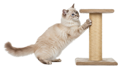 A fluffy white cat stands on its hind legs, scratching a sisal-covered post.  Isolated on transparent background. PNG