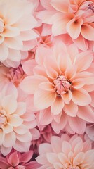 Fototapeta premium Soft pastel floral arrangement in varying hues of pink and cream highlighting delicate petals and intricate details