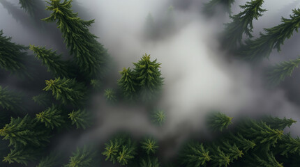 Obraz premium Mystical, foggy, forest, trees, mist, serene, eerie, nature, tranquil, mysterious, calm, woodland, silence, ethereal, atmospheric, enchanting, peaceful, haunting, quiet, solitude, stillness, magical, 