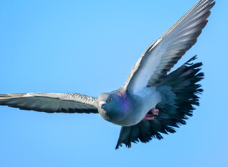 Obraz premium Close-up of Rock Pigeon flying under blue sky 