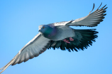 Close-up of Rock Pigeon flying under blue sky 
