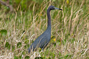 Little Blue Heron, Gaton Lake, Panama