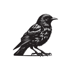 Black Color Starling Silhouette Vector Illustration, Solid White Background