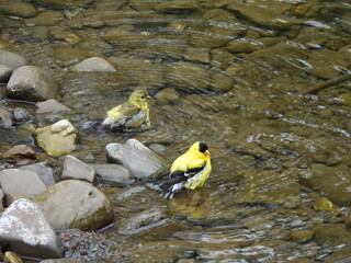 A pair of American goldfinches, male and female, bathing within the waters of Seneca Creek, Seneca...