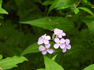 Dames rocket, hesperis matronalis, bloomed within the Seneca Rocks National Recreation Area,...