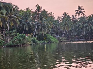 tropical island with palm trees and water