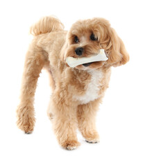 Cute dog with chew bone on white background