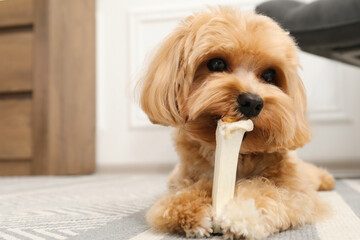 Cute dog with chew bone on floor at home, space for text
