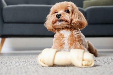 Cute dog with chew bone on floor at home, space for text