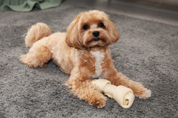 Cute dog with chew bone on carpet at home