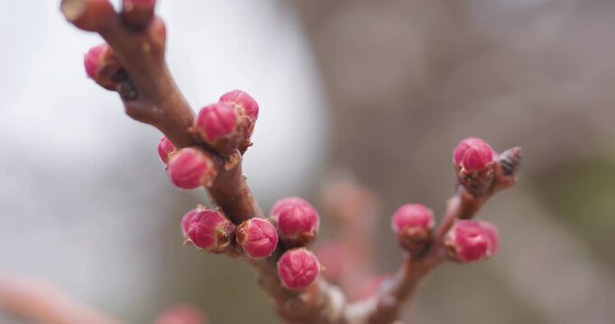 In spring, apricot blossoms are poised to bloom.