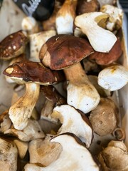 Beautiful closeup of Boletus wild mushrooms at the farmer's market. 