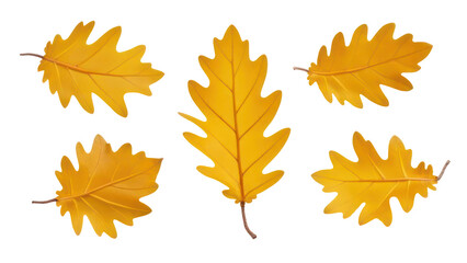 set of maple leaves