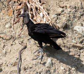 Black Vulture, Lake Gatun, Panama