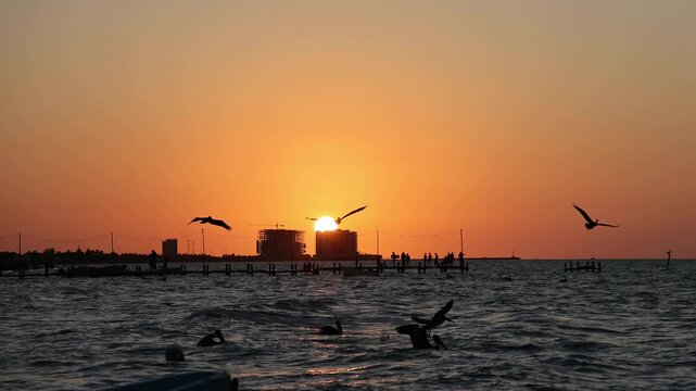 sunset view of progreso beach with pelicans diving into the water and new construction buildings in the background (scenic dusk night birds swimming boats in ocean gulf of mexico) travel tourism bird
