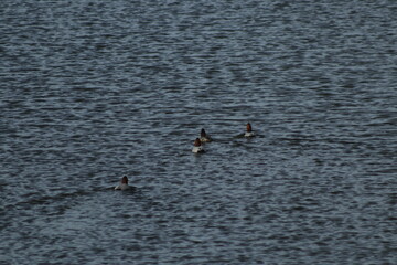 DESEMBOCADURA DEL RIO GUADALHORCE. MALAGA. ESPAÑA. 