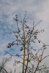 Bare tree with dried apples against a cloudy sky, symbolizing late autumn or early winter. Perfect for seasonal, nature, and decay concepts.