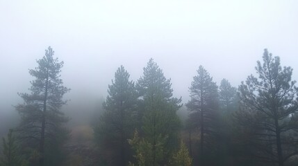 Foggy Forest Pines Stand Tall In Mist