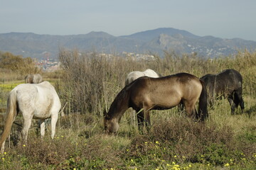 DESEMBOCADURA DEL RIO GUADALHORCE. MALAGA. ESPA&Ntilde;A. 