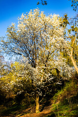 Fototapeta premium Large tree of magnolia covered in white blossoms standing on a hillside, bathed in golden sunlight against a clear blue sky. Early spring bloom in a natural forest setting.