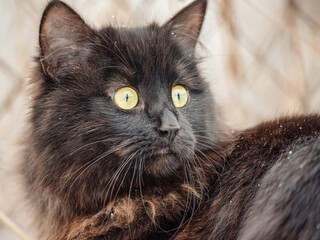 A cat with long black and brown fur and green eyes in winter outdoors.