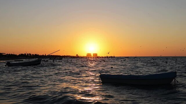 sunset view of progreso beach with pelicans diving into the water and new construction buildings in the background (scenic dusk night birds swimming boats in ocean gulf of mexico) travel tourism bird