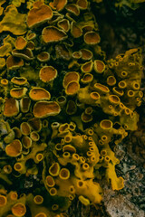 Extreme close-up of bright yellow lichen with intricate circular structures growing on tree bark. Nature, fungi, and ecosystem concept.