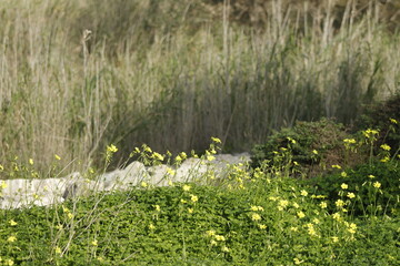 DESEMBOCADURA RIO GUADALHORCE. MALAGA. ESPAÑA. 