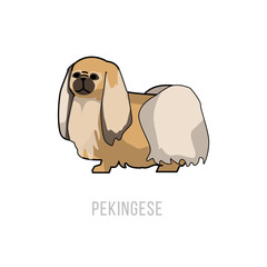 Pekingese Illustration