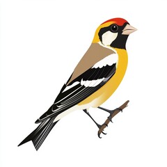 Obraz premium great tit parus major
