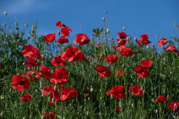 Red poppies blooming in a green meadow. The blue sky in the background.