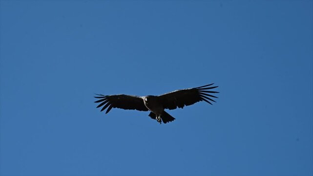Slow-motion flight of a female condor with a blue sky
