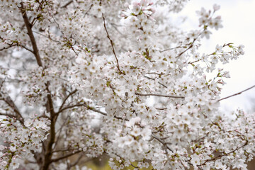 Spring in London's St. James's Park white cherry blossoms, 