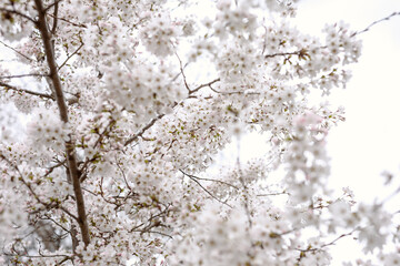 Spring in London's St. James's Park white cherry blossoms, 
