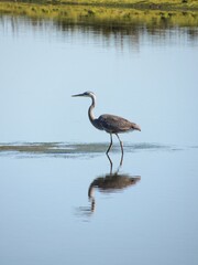 grey heron looks for a meal
