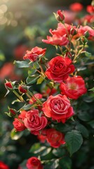 Vibrant red roses blooming in garden, sunset light.  Possible use  floral background