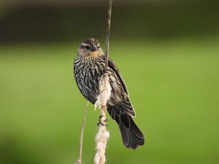 A female, red-winged blackbird, perched on a reed within the Davis Riverfront Park, Tucker County, West Virginia.