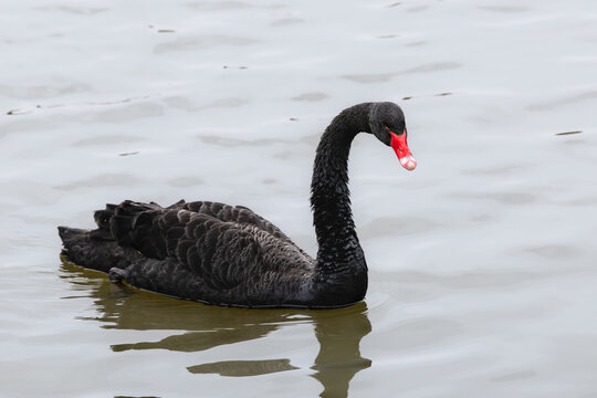 黒鳥」の写真素材 | 405件の無料イラスト画像 | Adobe Stock