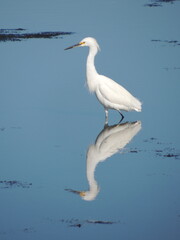 An egret looks for a meal