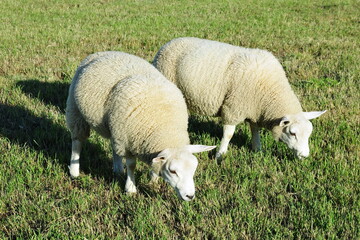 Obraz premium Sheep grazing in a field