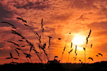 Silhouette of grass flowers against a beautiful sunset