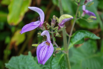 purple flower in spring Guadeloupe