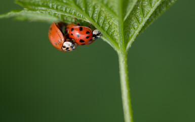 Close-up of two small ladybugs hanging under a green leaf and joining together. There is plenty of space for text.