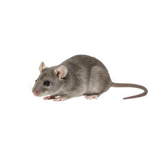 Mouse isolated on transparent background