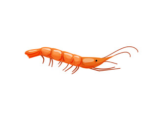 Vector illustration of an orange prawn with a long body.