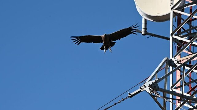 Slow-motion flight of a female condor with a blue sky 2