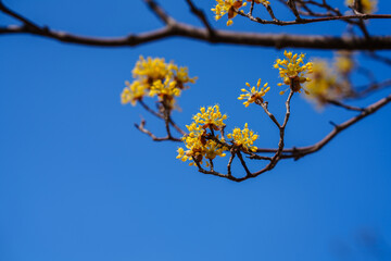 Close-up photo of yellow cornelian cherry blossoms in bloom in spring