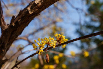 Close-up photo of yellow cornelian cherry blossoms in bloom in spring