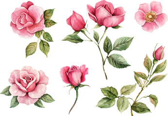 watercolor roses set,watercolor rose clipart,watercolor rose set,watercolor roses,vintage roses illustration,roses illustration,roses clipart,rose illustrations, handpainted roses,handdrawn roses,rose